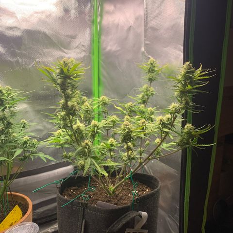 Amnesia Zkittlez Auto growlog timeline photo