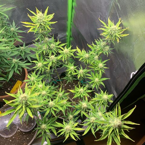 Amnesia Zkittlez Auto growlog timeline photo