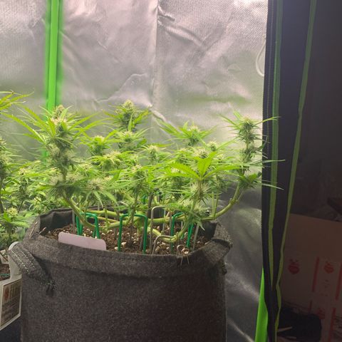 Watermelon Zkittlez Auto growlog timeline photo