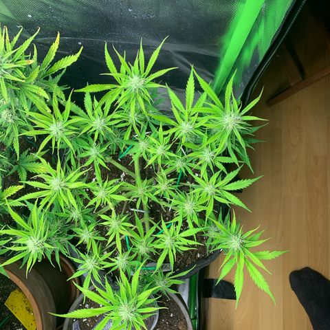 Watermelon Zkittlez Auto growlog timeline photo