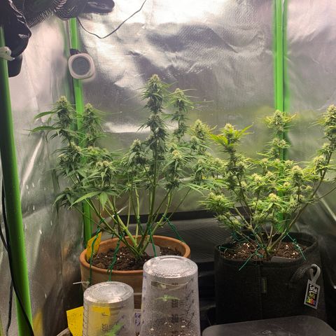 Amnesia Zkittlez Auto growlog timeline photo