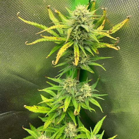 Amnesia Zkittlez Auto growlog timeline photo