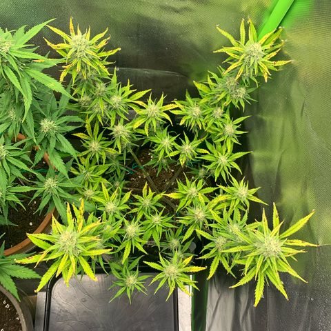 Amnesia Zkittlez Auto growlog timeline photo