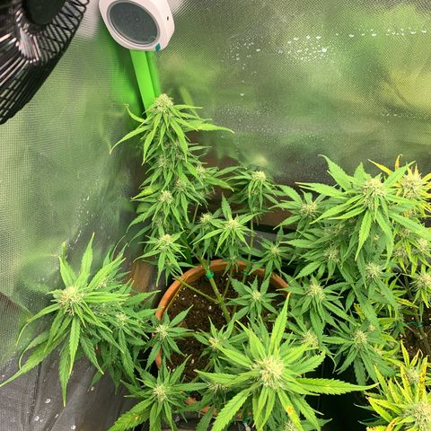 Sunset Sherbet Automatic growlog timeline photo