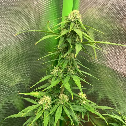 Sunset Sherbet Automatic growlog timeline photo