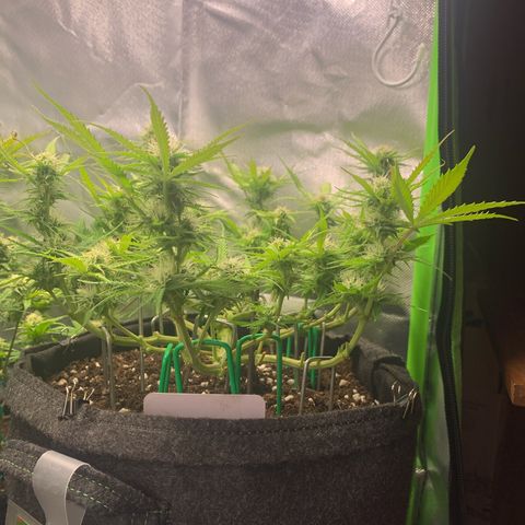 Watermelon Zkittlez Auto growlog timeline photo