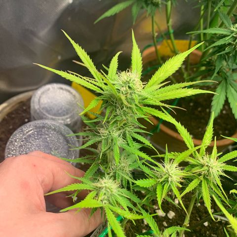 Watermelon Zkittlez Auto growlog timeline photo