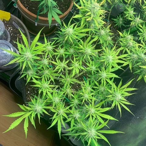 Watermelon Zkittlez Auto growlog timeline photo