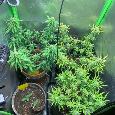 Amnesia Zkittlez Auto growlog timeline photo