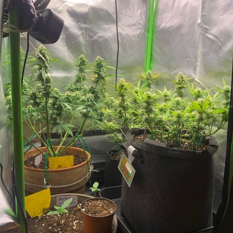 Amnesia Zkittlez Auto growlog timeline photo