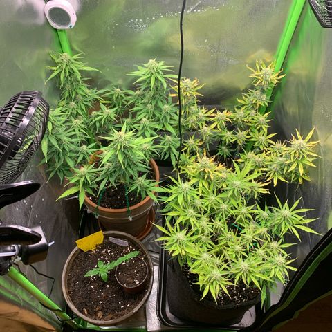 Amnesia Zkittlez Auto growlog timeline photo
