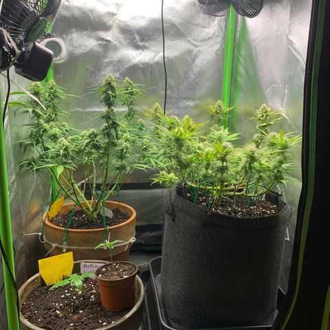 Amnesia Zkittlez Auto growlog timeline photo