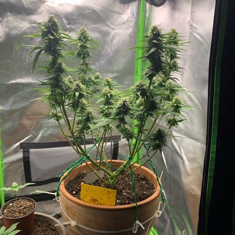 Sunset Sherbet Automatic growlog timeline photo