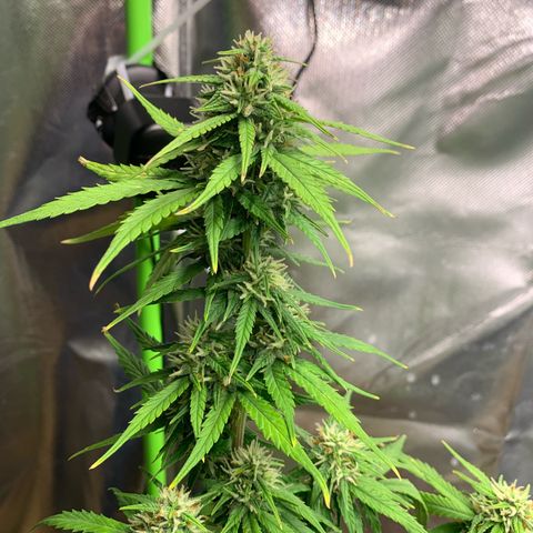 Sunset Sherbet Automatic growlog timeline photo
