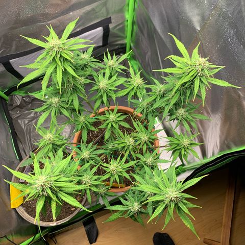 Sunset Sherbet Automatic growlog timeline photo