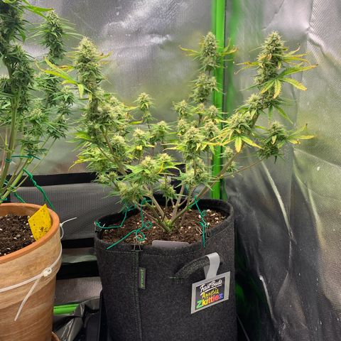 Amnesia Zkittlez Auto growlog timeline photo