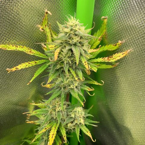 Amnesia Zkittlez Auto growlog timeline photo