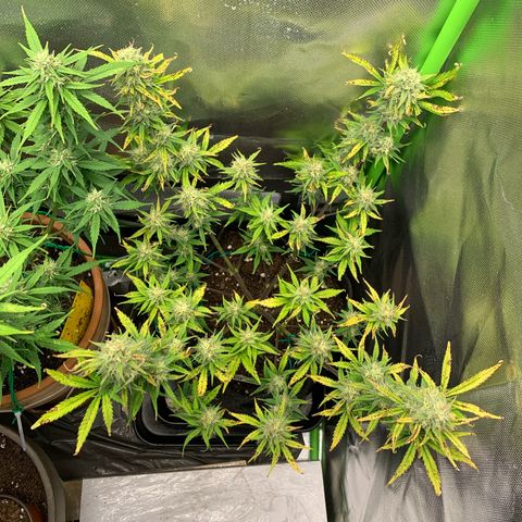Amnesia Zkittlez Auto growlog timeline photo