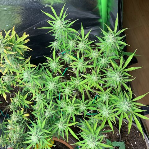 Watermelon Zkittlez Auto growlog timeline photo