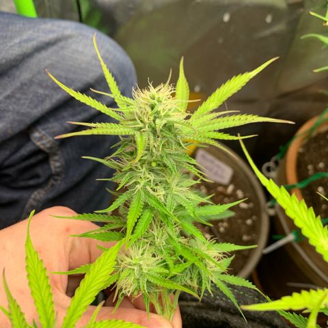 Watermelon Zkittlez Auto growlog timeline photo
