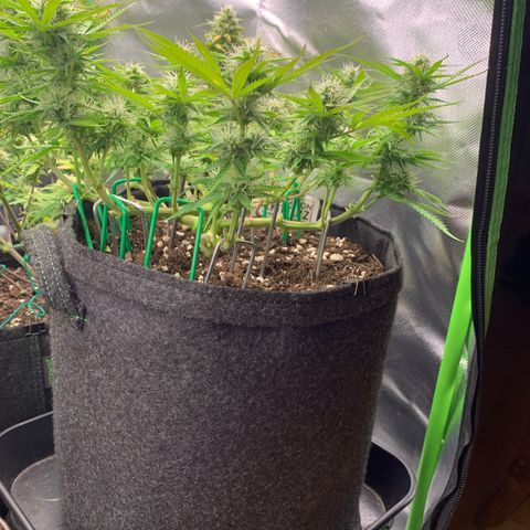Watermelon Zkittlez Auto growlog timeline photo