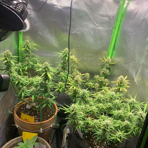 Amnesia Zkittlez Auto growlog timeline photo