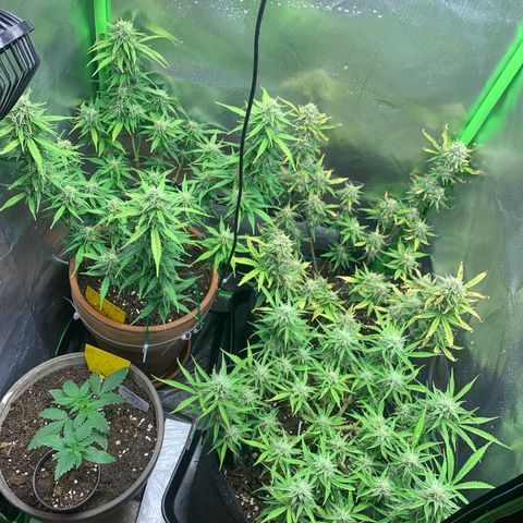 Amnesia Zkittlez Auto growlog timeline photo