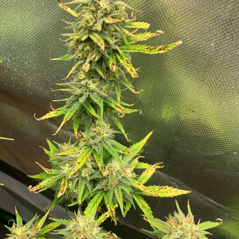 Amnesia Zkittlez Auto growlog timeline photo