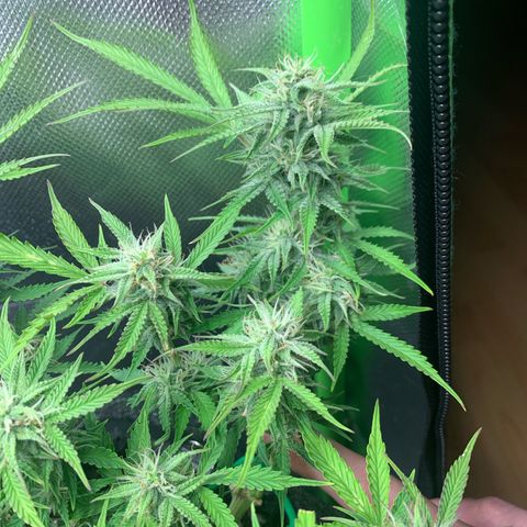Watermelon Zkittlez Auto growlog timeline photo