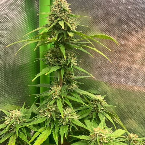 Sunset Sherbet Automatic growlog timeline photo