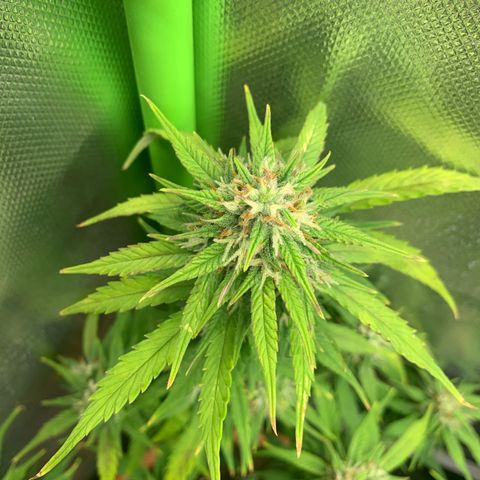 Sunset Sherbet Automatic growlog timeline photo