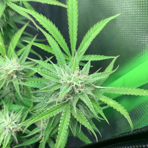 Watermelon Zkittlez Auto growlog timeline photo