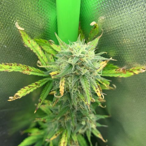 Amnesia Zkittlez Auto growlog timeline photo
