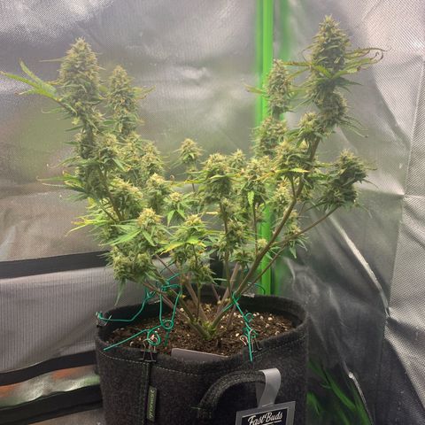 Amnesia Zkittlez Auto growlog timeline photo