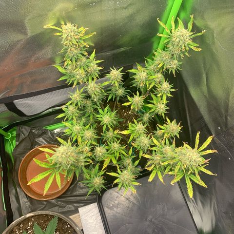 Amnesia Zkittlez Auto growlog timeline photo