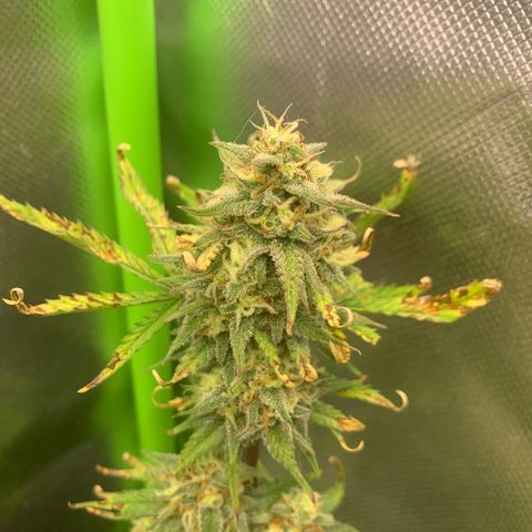 Amnesia Zkittlez Auto growlog timeline photo