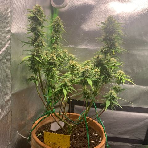 Sunset Sherbet Automatic growlog timeline photo