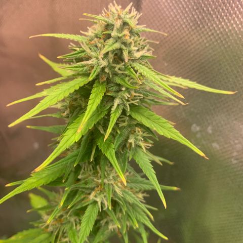 Sunset Sherbet Automatic growlog timeline photo