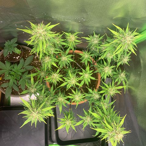 Sunset Sherbet Automatic growlog timeline photo