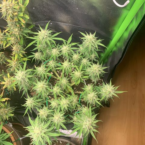 Watermelon Zkittlez Auto growlog timeline photo