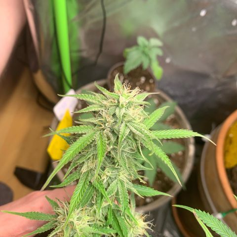 Watermelon Zkittlez Auto growlog timeline photo