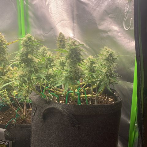 Watermelon Zkittlez Auto growlog timeline photo