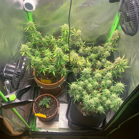 Amnesia Zkittlez Auto growlog timeline photo