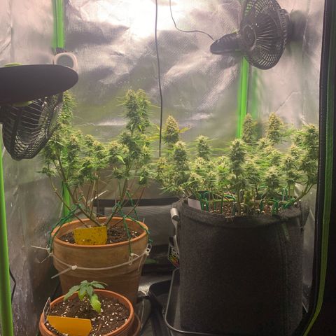 Amnesia Zkittlez Auto growlog timeline photo