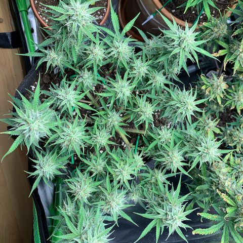 Watermelon Zkittlez Auto growlog timeline photo