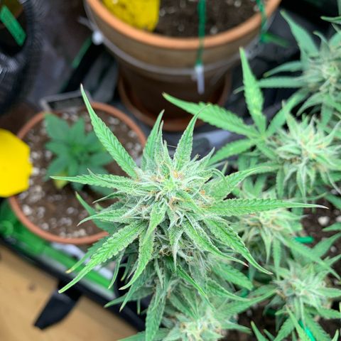 Watermelon Zkittlez Auto growlog timeline photo