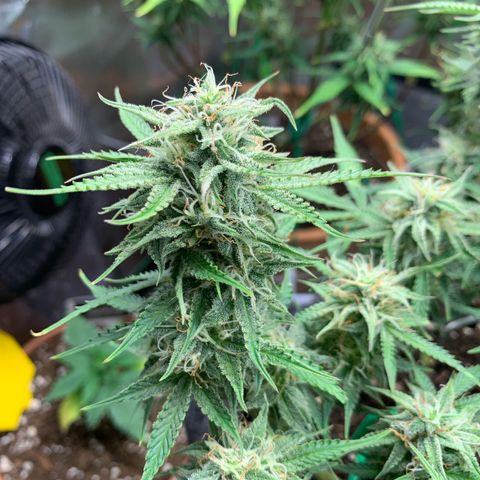 Watermelon Zkittlez Auto growlog timeline photo