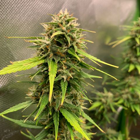 Sunset Sherbet Automatic growlog timeline photo