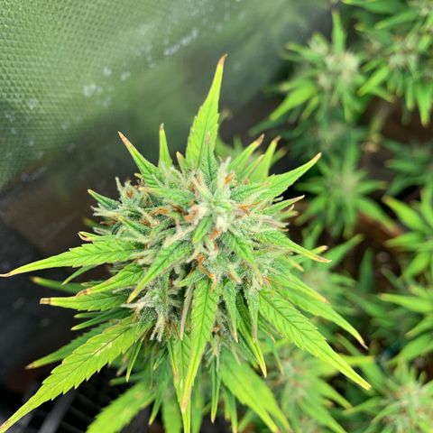 Sunset Sherbet Automatic growlog timeline photo