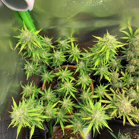 Sunset Sherbet Automatic growlog timeline photo